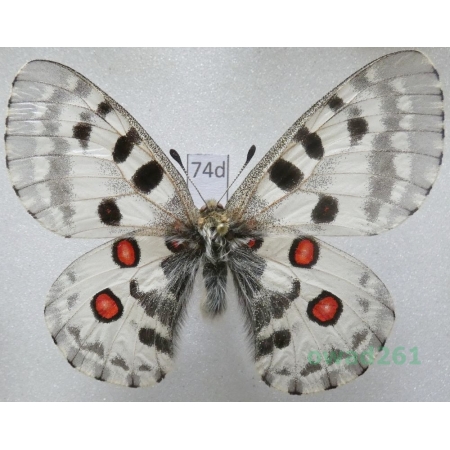 Parnassius nomion aurora Bang-Haas, 1933 Russia74d
